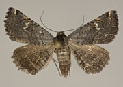 MONA# 0000, <em>Noctuidae</em>