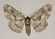 MONA# 0000, Noctuidae