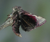 Adult, eclosion Schinia Scarlatina Adult