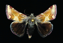 Schinia scarlatina larva