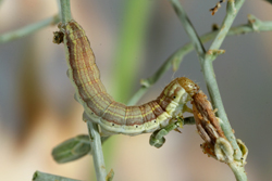 Schinia scarlatina larva