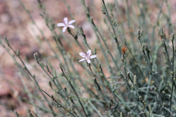 HOST PLANT