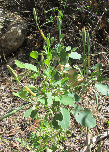 HOST PLANT