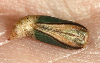 Synchlora sp.1 male pupa