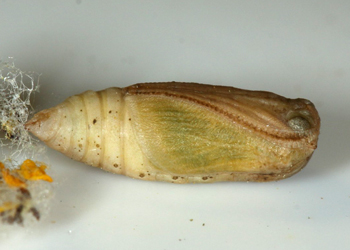 Synchlora sp.1 pupa