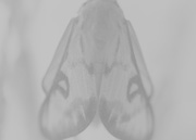 MONA# 0000, <em>Genus species</em>