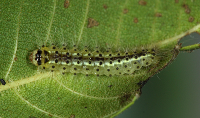 Meganola sp.