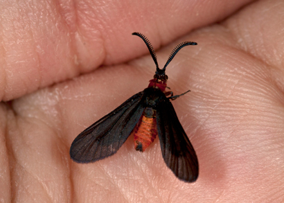 Triprocris yampai eclosion