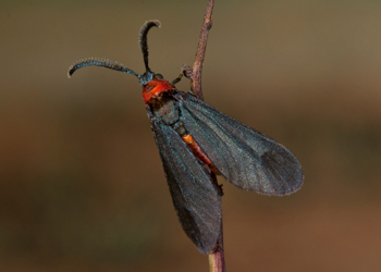 Triprocris yampai