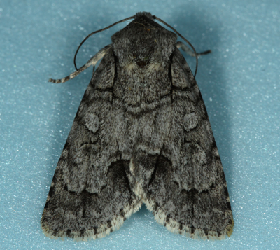 Acronicta radcliffei adult