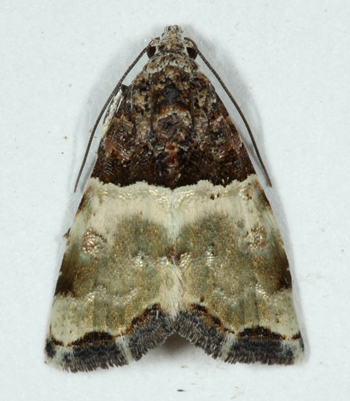 Cobubatha dividua adult