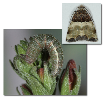 Cobubatha dividua