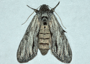 Cucullia cucullioides adult