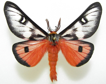 Hemileuca electra male