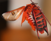 Hemileuca electra mating