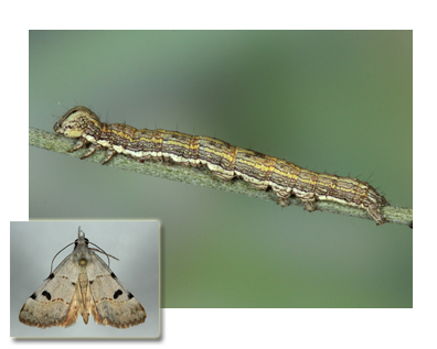 Hemeroplanis historialis