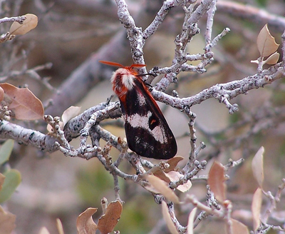Hemileuca electra