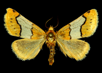 Lineostriastiria hachita adult
