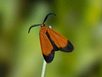 Neoalbertia constans adult