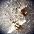 Hemileuca electra parasitoids