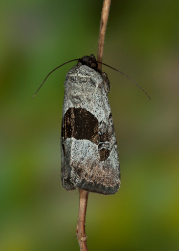 Sympistis umbrifascia