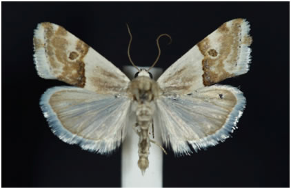 Ponometia elegantula adult