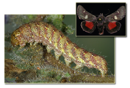 Baptarma felicita
