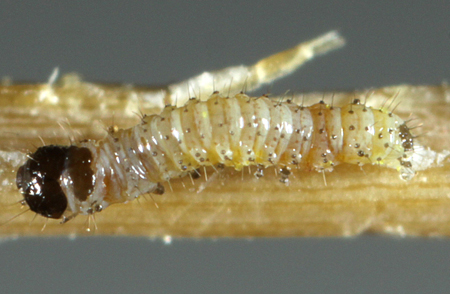 Baptarma felicita 1st instar
