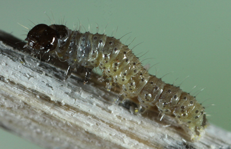 Baptarma felicita 2nd instar