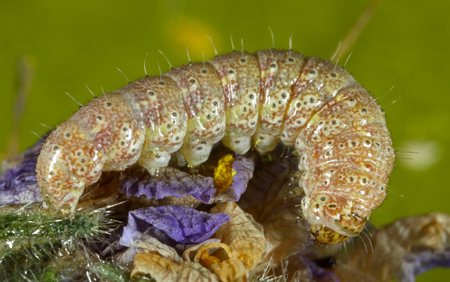 Baptarma felicita 3rd instar
