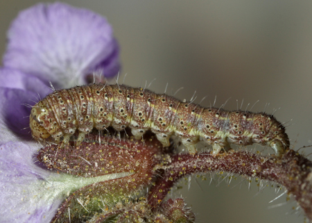 Baptarma felicita 4th instar