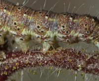 Baptarma felicita mimicry