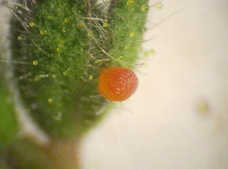 Baptarma felicita ovum