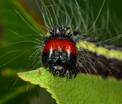 Acronicta radcliffei head