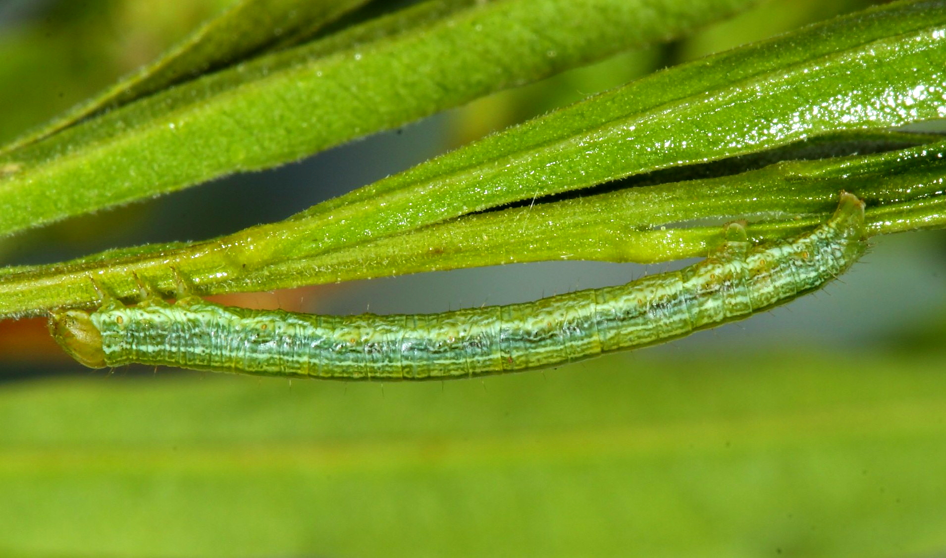 Psamatodes everiata