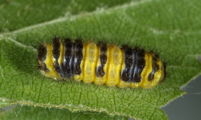 Harrisina metallica