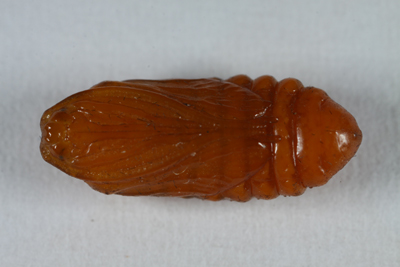 Harrisina metallica pupa
