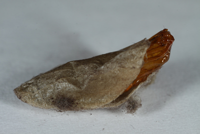 Harrisina metallica cocoon