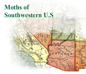 Moths of Southwestern U.S.