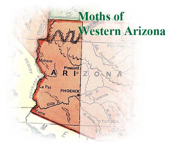 Moths of Western Arizona