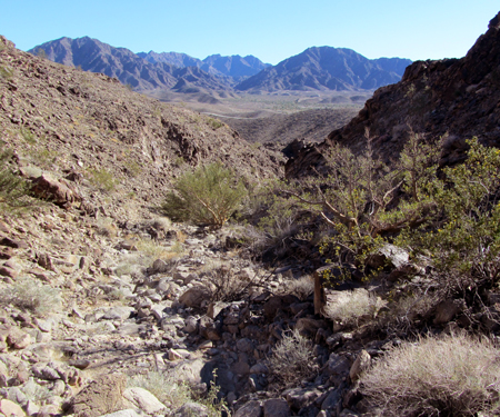 Baptarma felicita habitat
