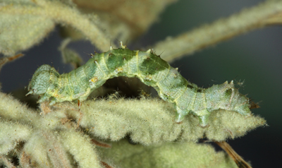 Acontiinae sp.1