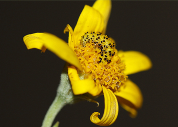 Lineostriastiria hachita host plant