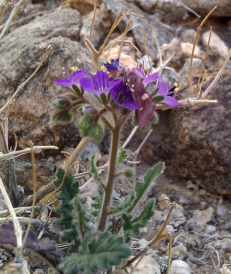 Baptarma felicita on Phacelia crenulata