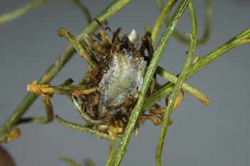 Ponometia elegantula cocoon