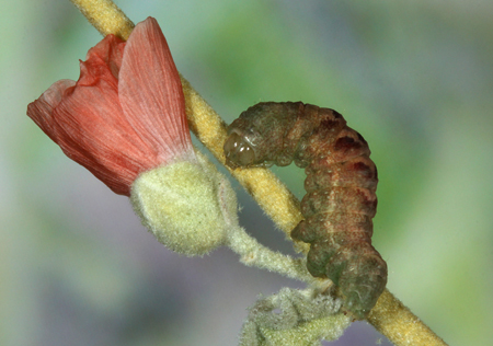 Acontia cretata