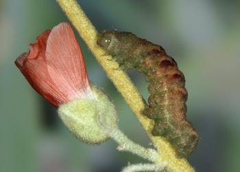 Acontia cretata, Ultimate Stage
