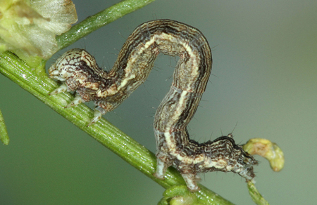 Ponometia elegantula