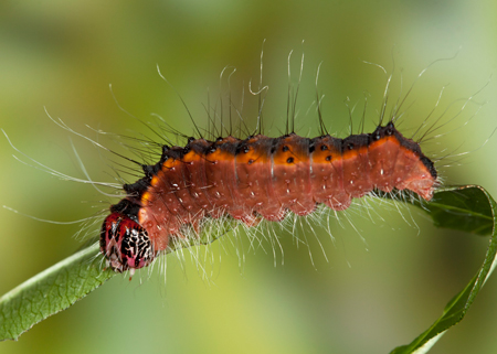 Acronicta thoracica