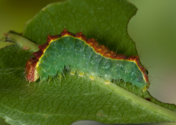 Acronicta thoracica Penultimate